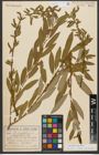 Foto von Salix triandra subsp. triandra L.